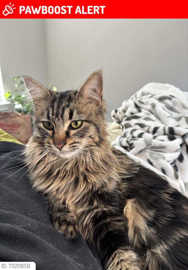 Lost Female Cat last seen IMT Stevenson Ranch Apartments, Stevenson Ranch, CA 91381