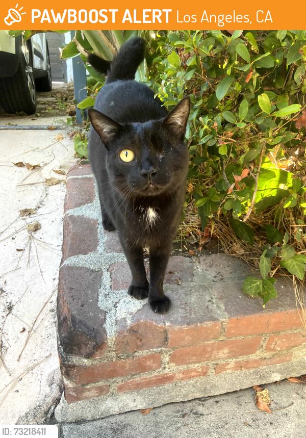 Found/Stray Unknown Cat last seen On Tracy Street, across from John Marshall High School, Los Angeles, CA 90027