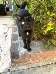 Found/Stray Unknown Cat last seen On Tracy Street, across from John Marshall High School, Los Angeles, CA 90027