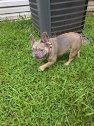 Reunited Female Dog last seen Dogwood Rd, Gwinnett County, GA 30078