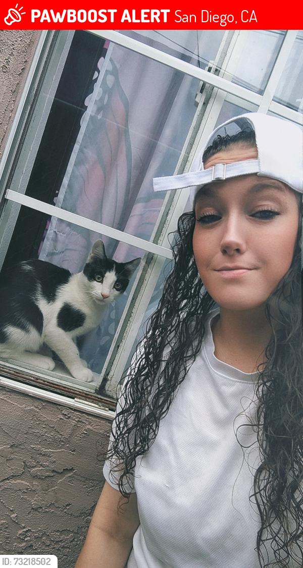 Lost Male Cat last seen Adam's 30th St, San Diego, CA 92116