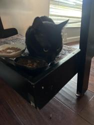 Reunited Male Cat last seen Near Oliva dr, Novato, CA 94947