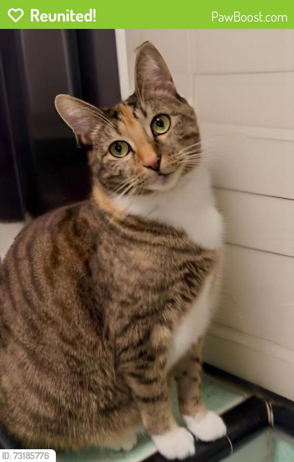 Reunited Female Cat last seen 4th st & La Brea, Los Angeles, CA 90036