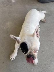 Found/Stray Female Dog last seen Billie Ann rd, Wildomar, CA 92595