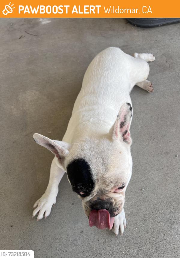Found/Stray Female Dog last seen Billie Ann rd, Wildomar, CA 92595