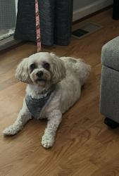 Found/Stray Unknown Dog last seen Club and Johnson, High Point, NC 27265