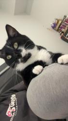 Lost Female Cat last seen Woodward mill/ woods of Waterstone apt, Buford, GA 30518