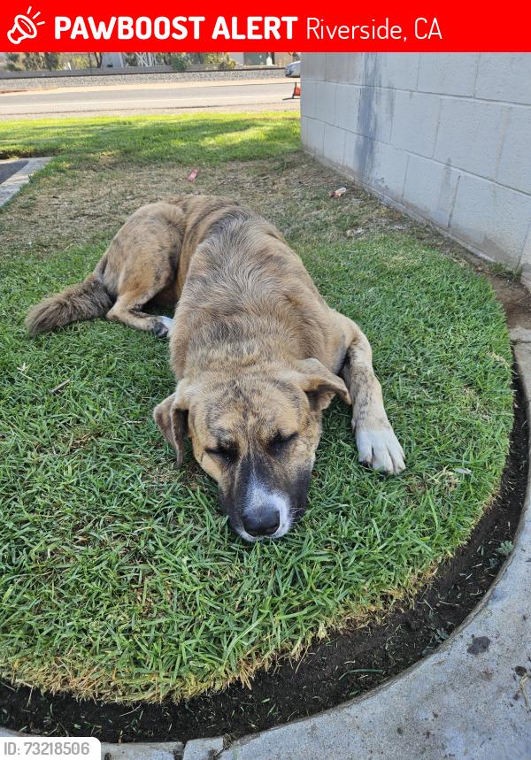 Lost Male Dog last seen Van Buren, Riverside, CA 92504
