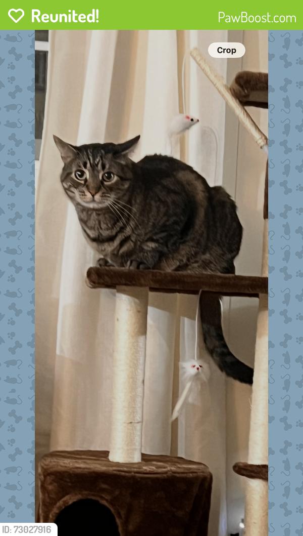 Reunited Male Cat last seen Carson road, county road 23, Otsego County, NY 13439