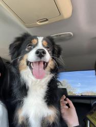 Reunited Male Dog last seen Edgar Rd, El Paso, TX 79932