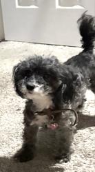 Lost Female Dog last seen Rocky Creek Dr/ St.Rita, Mansfield, TX 76063