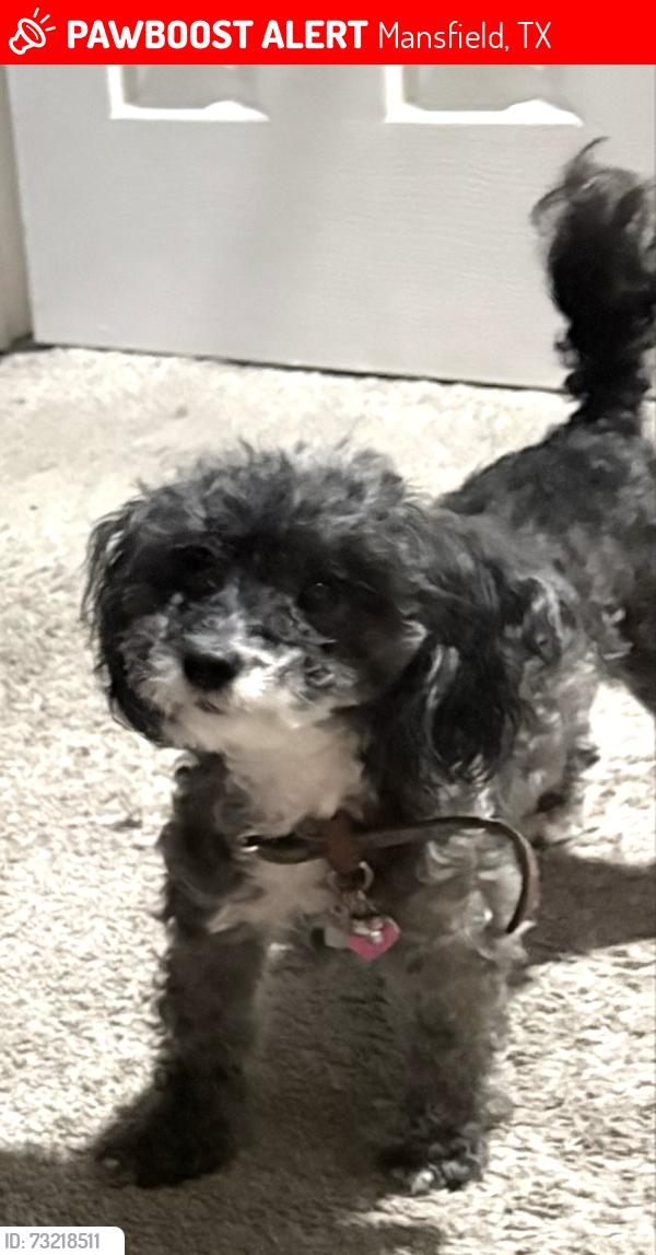 Lost Female Dog last seen Rocky Creek Dr/ St.Rita, Mansfield, TX 76063