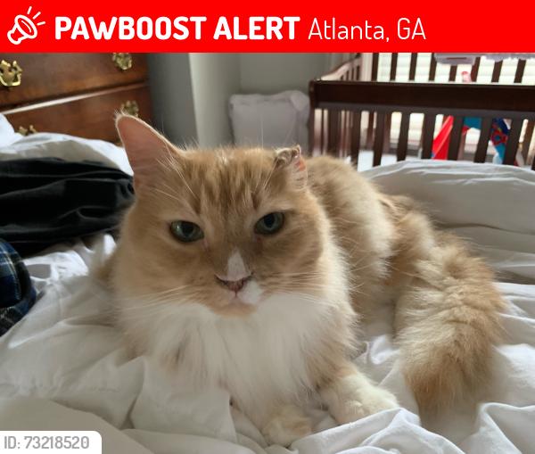 Lost Female Cat last seen Glenwood Ave se and Hill St, Atlanta, GA 30312