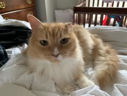 Lost Female Cat last seen Glenwood Ave se and Hill St, Atlanta, GA 30312
