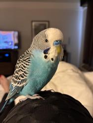 Lost Male Bird last seen Morning avenue, Dallas, TX 75210