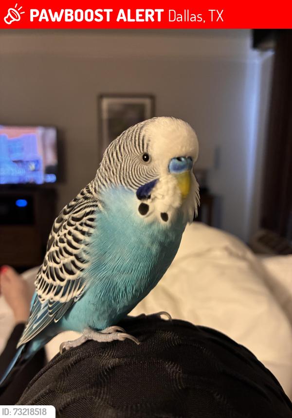 Lost Male Bird last seen Morning avenue, Dallas, TX 75210