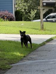 Found/Stray Male Dog last seen Cely Ln, Powdersville, SC 29673