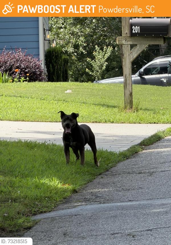 Found/Stray Male Dog last seen Cely Ln, Powdersville, SC 29673