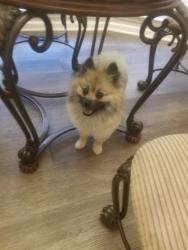 Reunited Male Dog last seen Scotland Drive,Highway 61, Dallas, GA 30132