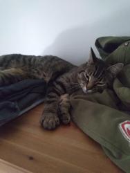 Reunited Male Cat last seen Pascale Poirier Street, rue Donald - at the beginning of the walking trail, Shédiac, NB E4P 1V6