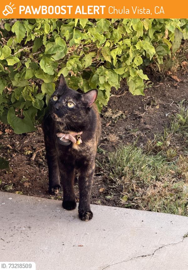 Found/Stray Female Cat last seen Fourth ave and H st., Chula Vista, CA 91910