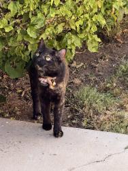 Found/Stray Female Cat last seen Fourth ave and H st., Chula Vista, CA 91910