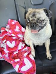 Reunited Female Dog last seen 65th west and L-11, Lancaster, CA 93536