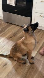 Lost Female Dog last seen hmstd Ave and Cherokee Hills, High Point, NC 27262