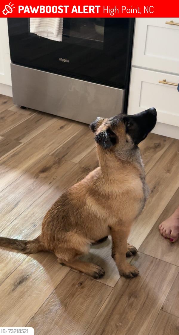 Lost Female Dog last seen hmstd Ave and Cherokee Hills, High Point, NC 27262