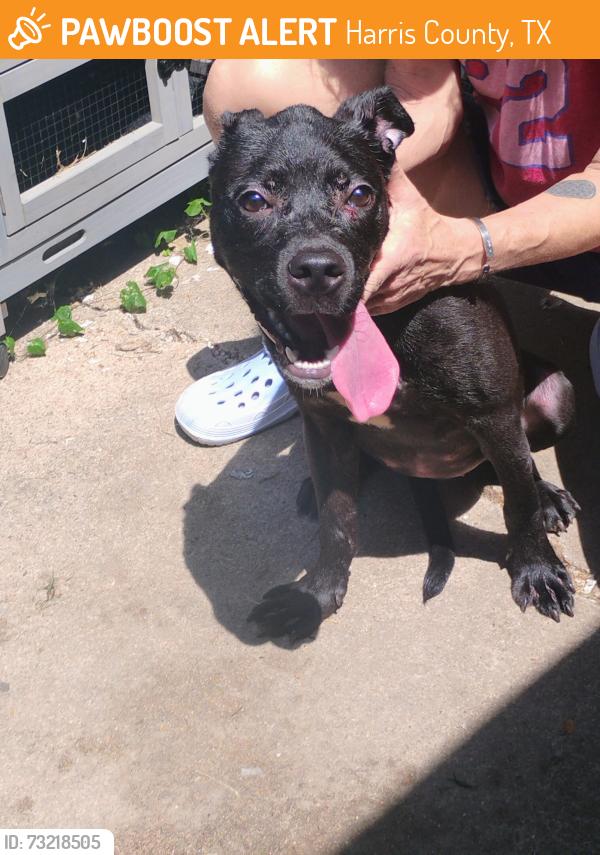 Found/Stray Female Dog last seen dayflower and parkview, Harris County, TX 77449