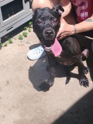 Found/Stray Female Dog last seen dayflower and parkview, Harris County, TX 77449