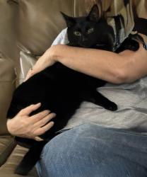Lost Male Cat last seen Koi Lane, Dobie, Koi Ln, ID 83607