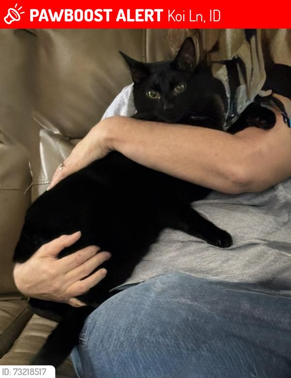 Lost Male Cat last seen Koi Lane, Dobie, Koi Ln, ID 83607