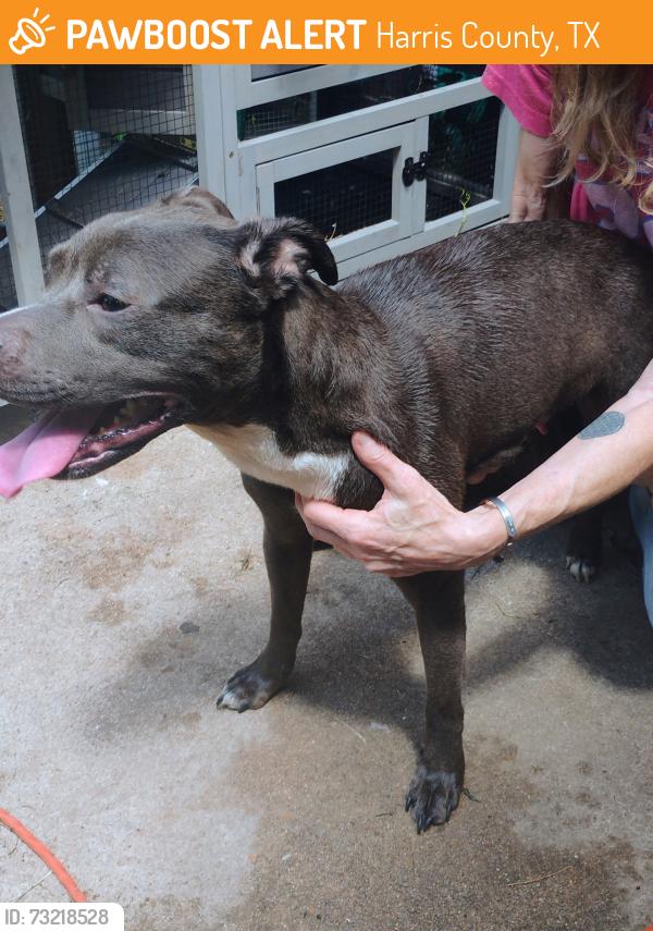 Found/Stray Female Dog last seen cardiff jr. high, Harris County, TX 77449