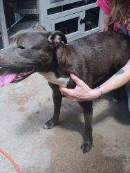 Found/Stray Female Dog last seen cardiff jr. high, Harris County, TX 77449