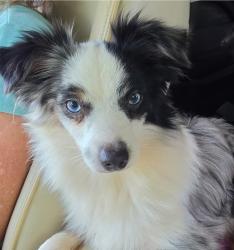 Reunited Male Dog last seen Chickering rd, Cleburne, TX 76031