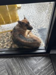 Found/Stray Unknown Dog last seen The Genesis apmts, Clearwater, FL 33759