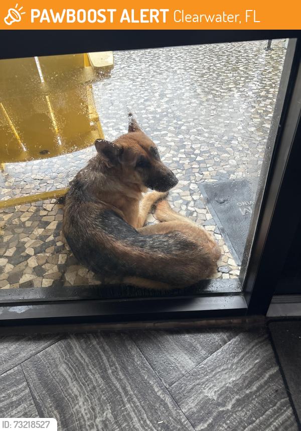 Found/Stray Unknown Dog last seen The Genesis apmts, Clearwater, FL 33759