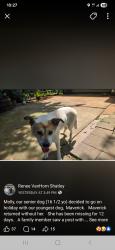 Reunited Female Dog last seen Abee Valley Rd, Connelly Springs nc, Burke County, NC 28612