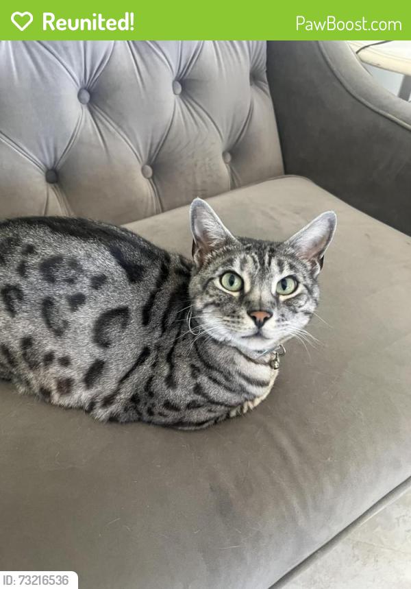 Reunited Female Cat last seen Paseo Vista Street, Camino Largo Street, Camino De Salmon street, Corona, CA 92881