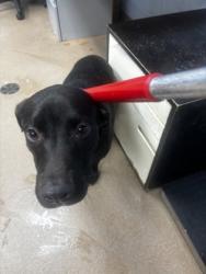 Shelter Stray Male Dog last seen Near KLONDIKE ROAD Lithonia, 30038, 30038, GA, 3280 Chamblee Dunwoody Rd, Chamblee, GA 30341, USA