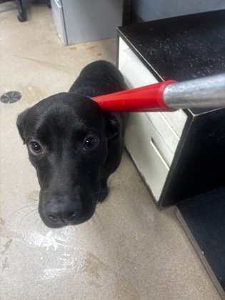 Shelter Stray Male Dog last seen Near KLONDIKE ROAD Lithonia, 30038, 30038, GA, 3280 Chamblee Dunwoody Rd, Chamblee, GA 30341, USA