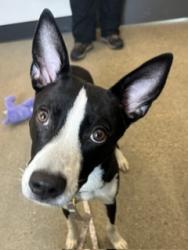 Shelter Stray Female Dog last seen Jennings & Valley, 2nd District, OH, 9203 Detroit Ave, Cleveland, OH 44102, USA