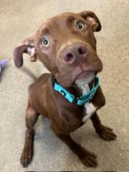 Shelter Stray Male Dog last seen Near E 142, 4th District, OH, 9203 Detroit Ave, Cleveland, OH 44102, USA