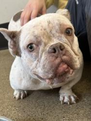 Shelter Stray Female Dog last seen Near W 46, 2nd District, OH, 9203 Detroit Ave, Cleveland, OH 44102, USA