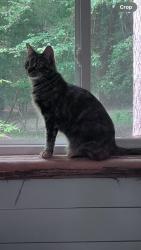 Lost Female Cat last seen 9th street and Englewood Avenue, Durham, NC 27705