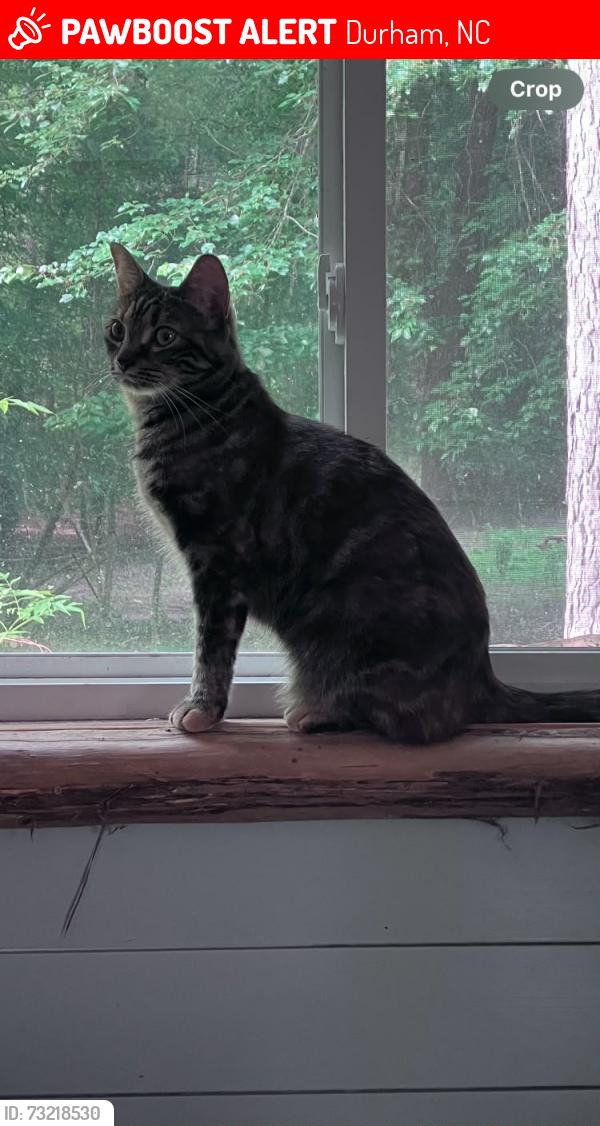 Lost Female Cat last seen 9th street and Englewood Avenue, Durham, NC 27705