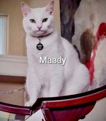 Reunited Female Cat last seen hse Fire 58 Mark Twain Lane, Rotonda West, FL 33947