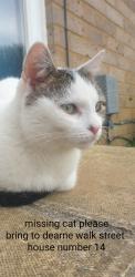 Lost Male Cat last seen Scott primary, Dearne Walk, England MK41 7AS