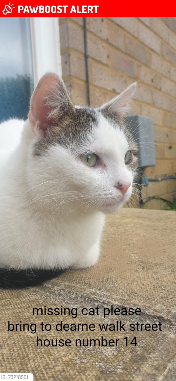 Lost Male Cat last seen Scott primary, Dearne Walk, England MK41 7AS